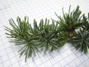 atlas cedar (cedrus atlantica), spur shoots with 10 to 30 needles, blue-green in colour